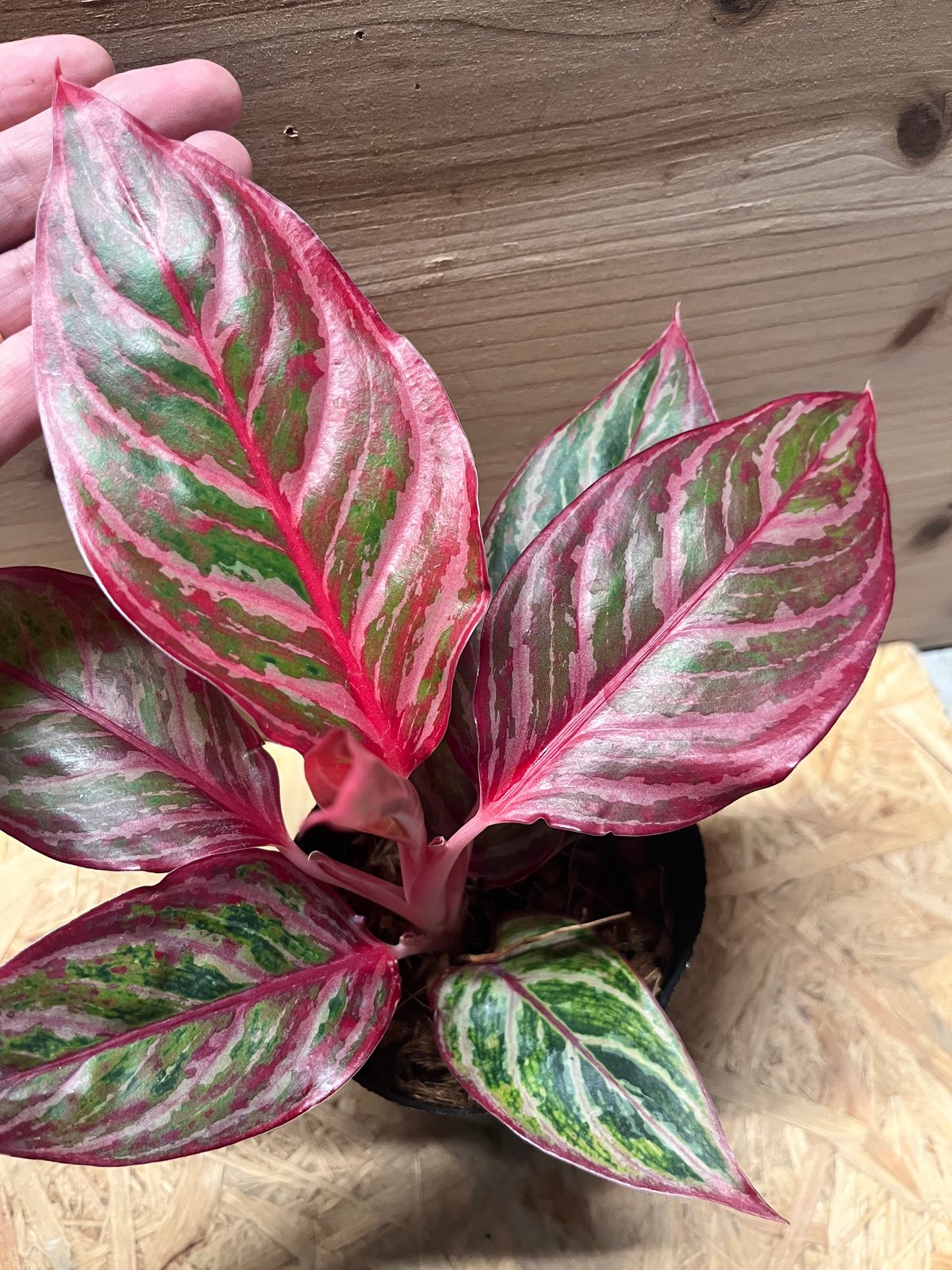 アグラオネマ 'レッドエメラルドドラゴン' | GREEN LUCK