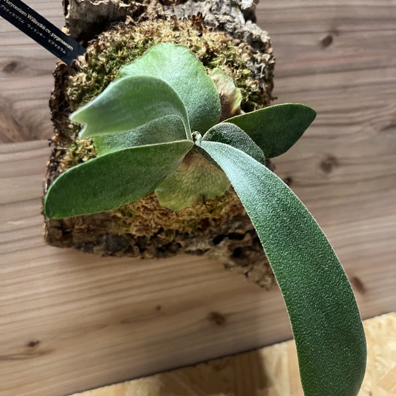 ビカクシダ ウィリンキー ピグマエウム | GREEN LUCK