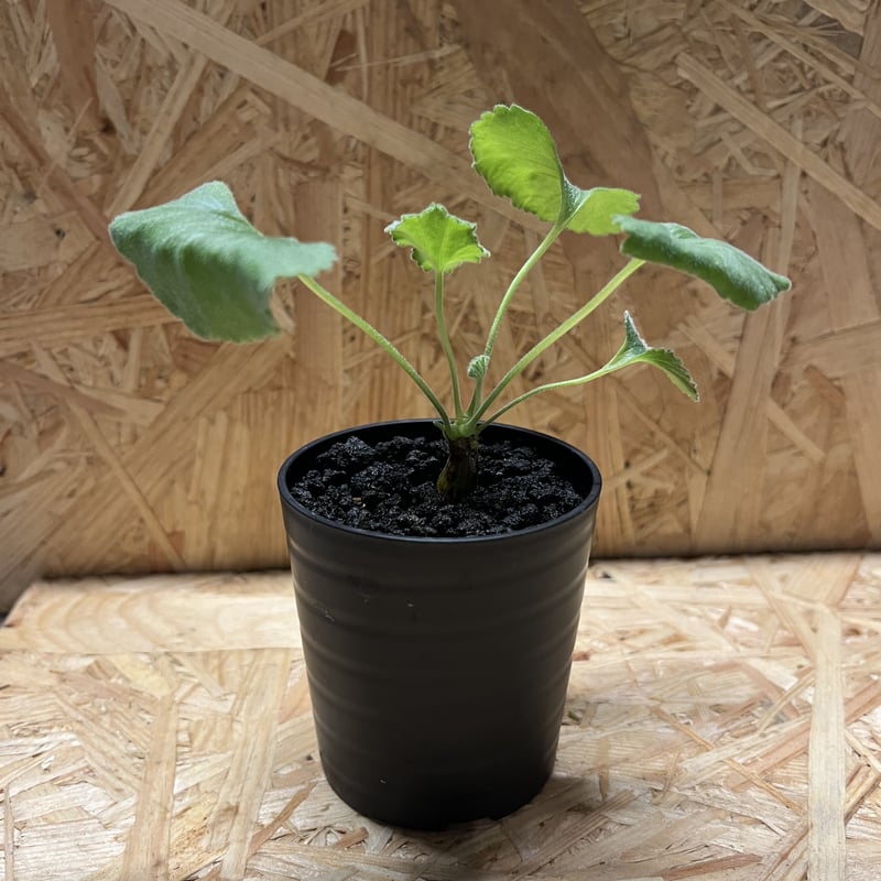 ペラルゴニウム ミラビレ 実生 | GREEN LUCK