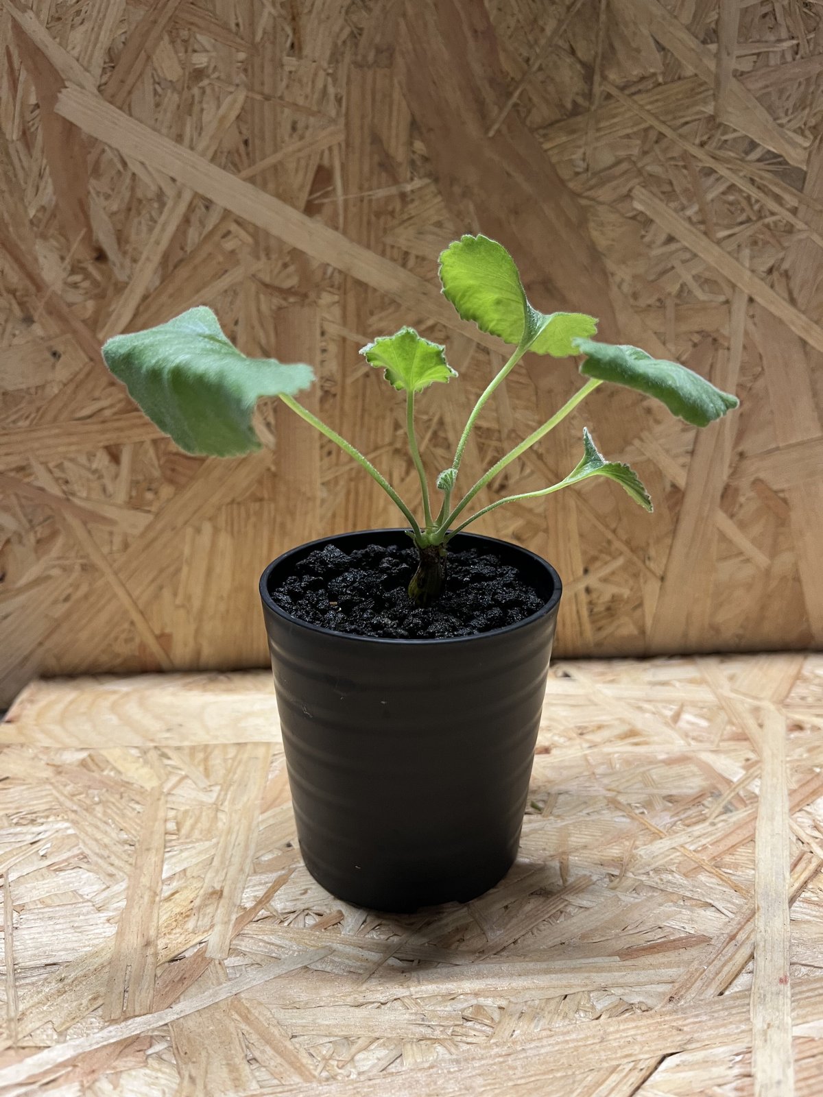 ペラルゴニウム ミラビレ 実生 | GREEN LUCK