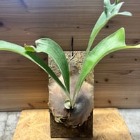 アンスリウム NO ID | GREEN LUCK