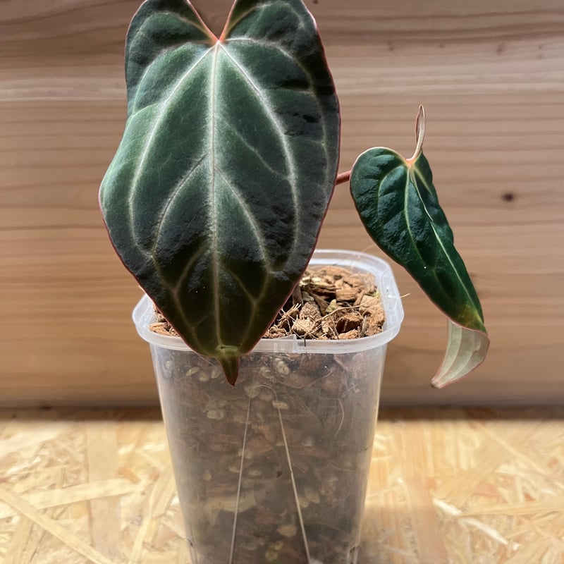 その他観葉植物 Anthurium besseae aff アンスリウム aff.ベッセアエ | GREEN LUCK