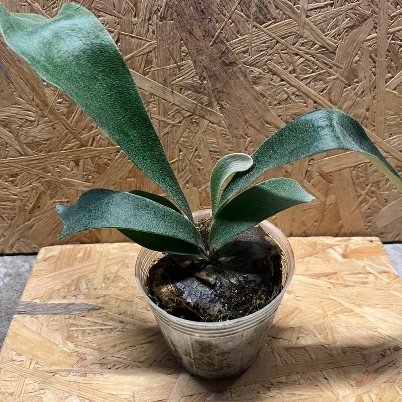 ビカクシダ バヒア バリエガータ | GREEN LUCK