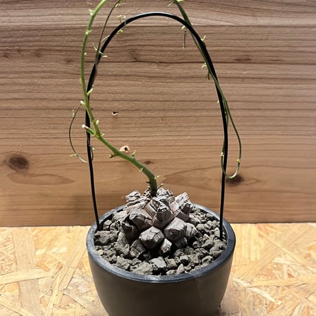 〈特選株⑨〉バキバキ亀甲竜＂健康元気体＂実生5,6年 7.5cmポット 亀甲竜 特A品 希少 ハート型の葉っぱ 塊根植物 多肉植物 : パリ