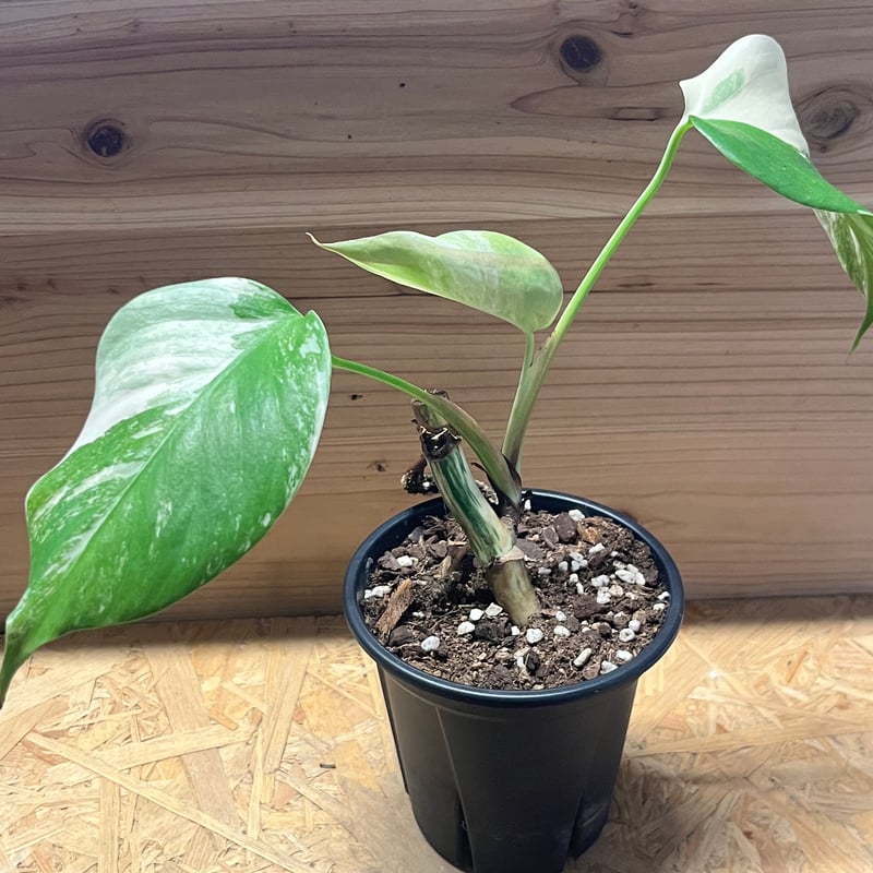 斑入りモンステラ ボルシギアナ 'ホワイトタイガー' | GREEN LUCK