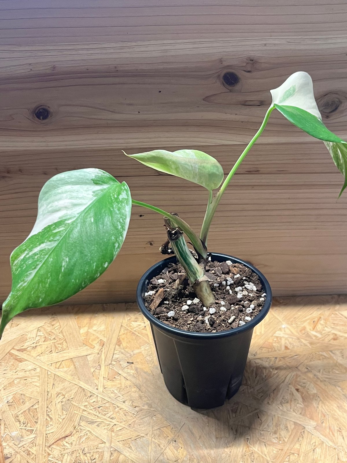 （土曜　日曜発送）モンステラ ボルシギアナ ホワイトタイガー　斑入 9茎入 H98茎伏せ育てた 斑入りモンステラ ボルシギアナホワイト