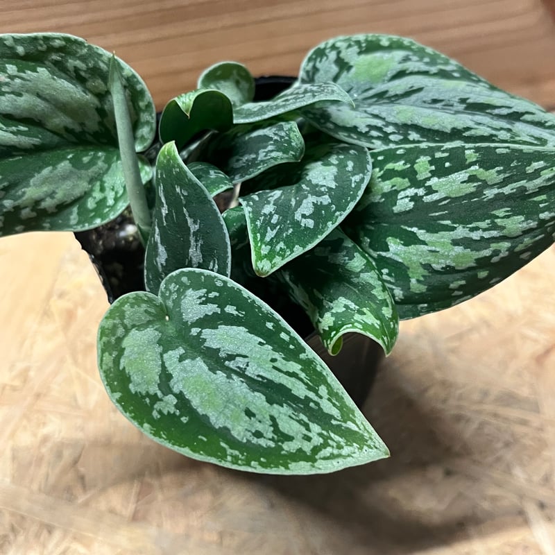 スキンダプサス　綺麗な斑入り　セットL3 スキンダプサス ピクタス トリカラー | GREEN LUCK