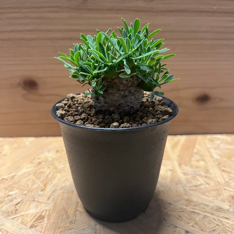 ユーフォルビア　峨眉山 ユーフォルビア 峨眉山 | GREEN LUCK