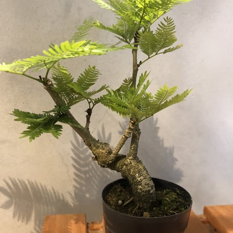 エバーフレッシュ　盆栽仕立て2