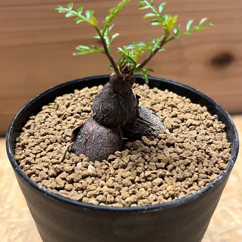 オペルクリカリア パキプス 根差し | GREEN LUCK