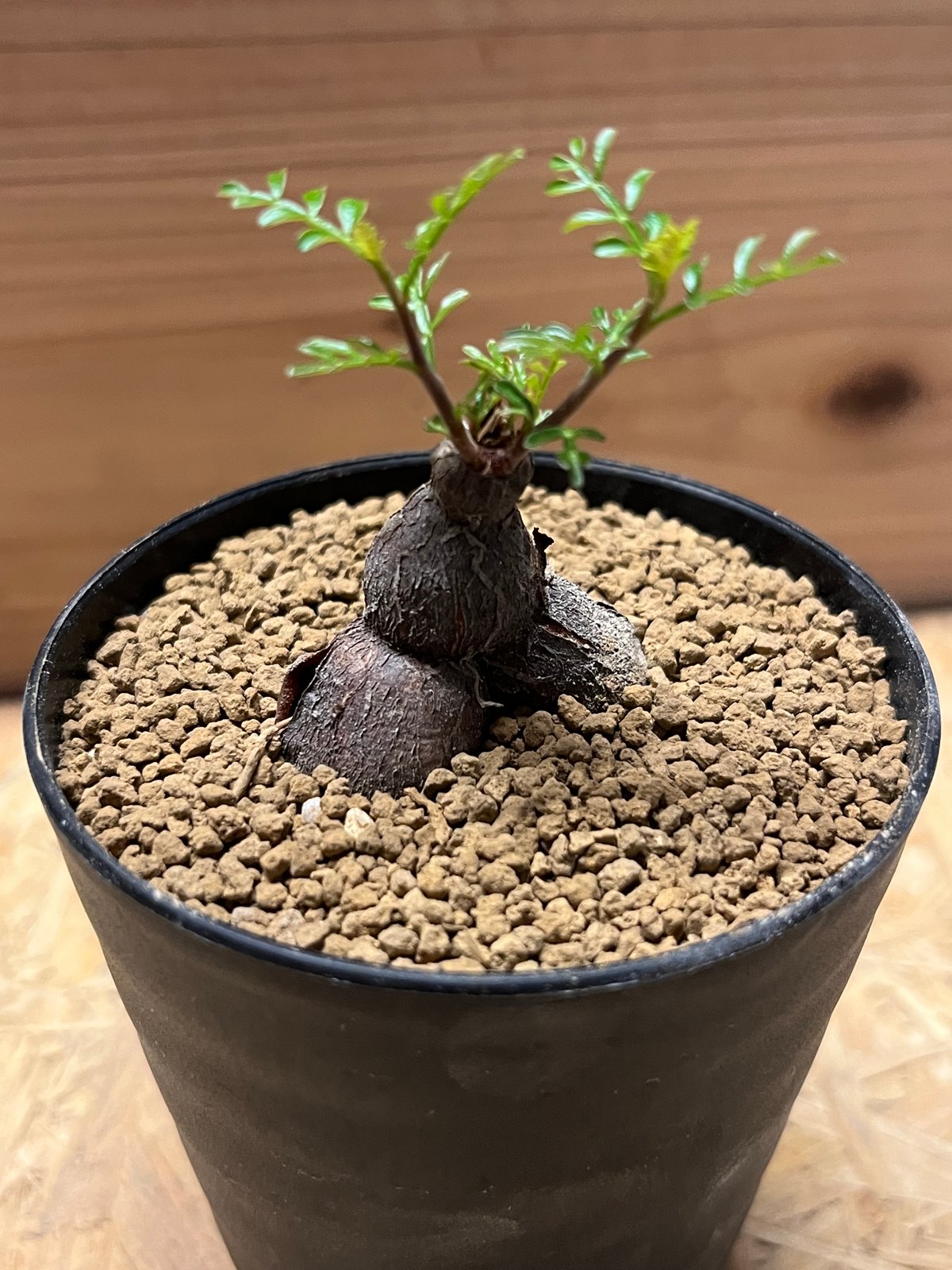 オペルクリカリア パキプス 根差し | GREEN LUCK