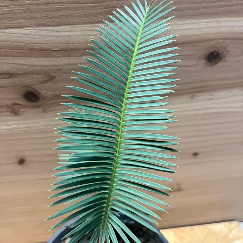 ディオーン エデュレ | GREEN LUCK