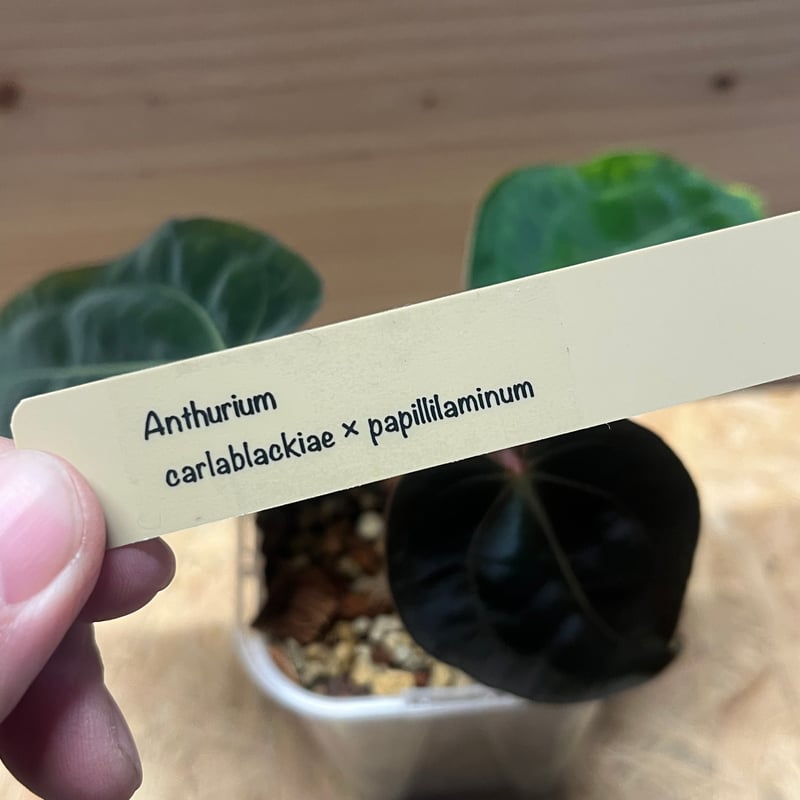 アンスリウム カーラブラッキー×パピリラミナム | GREEN LUCK