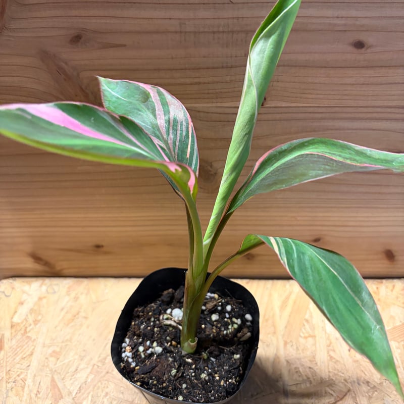 本物！ピンクリーフバナナの木 オブジェセット ハワイアン Pink ムサノノ 斑入りバナナ ムサノノ | GREEN LUCK