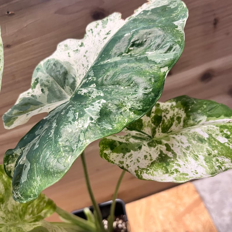 アロカシア マクロリザス カモフラージュ | GREEN LUCK