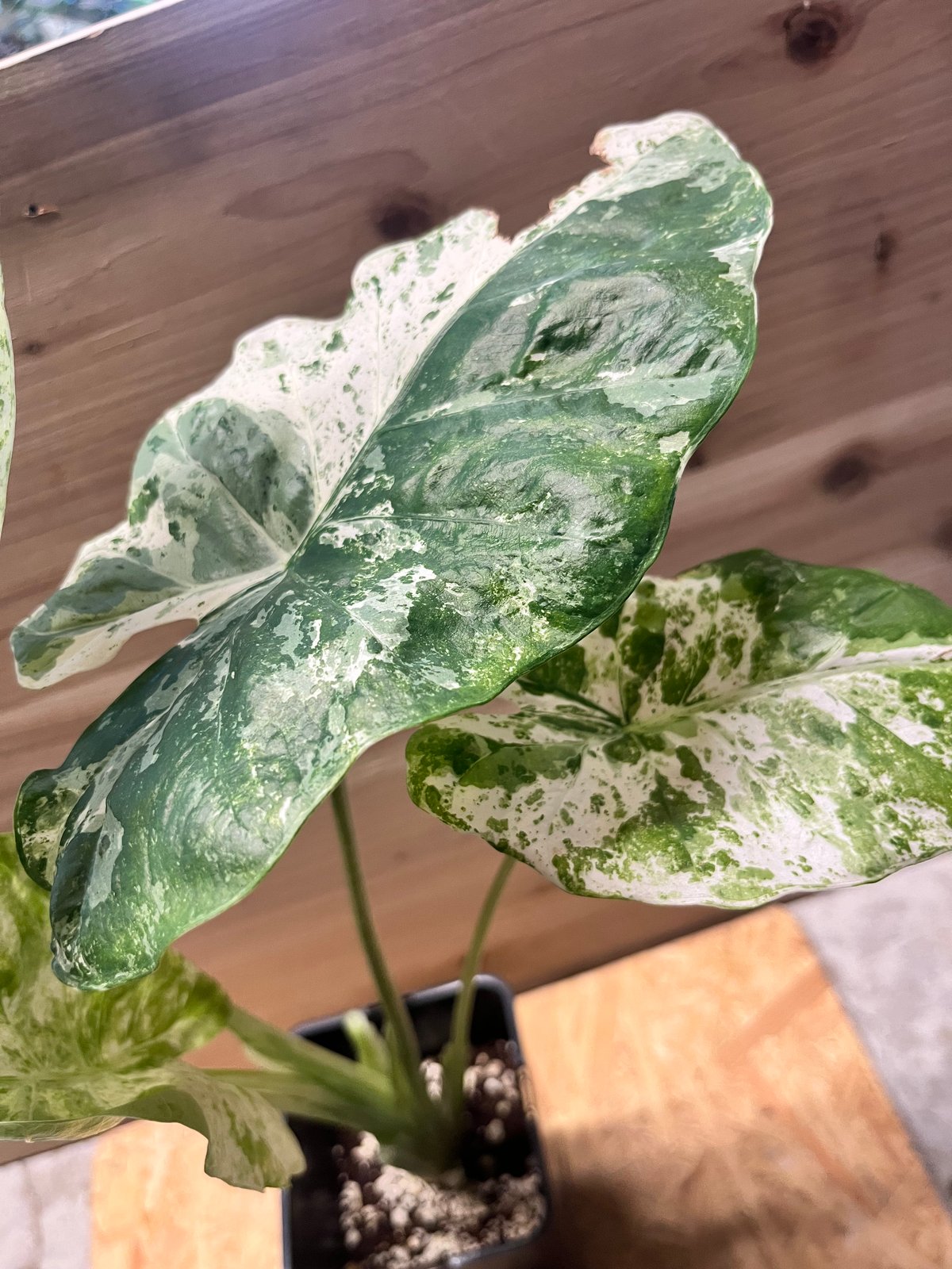 アロカシア マクロリザス カモフラージュ | GREEN LUCK