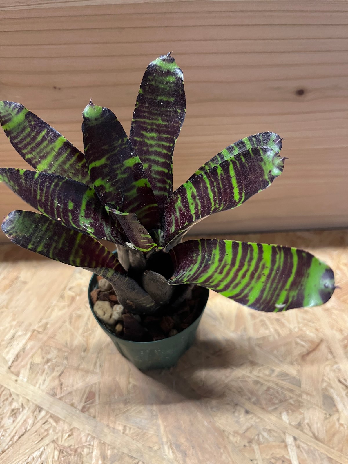 ネオレゲリア サボイトリュフ | GREEN LUCK