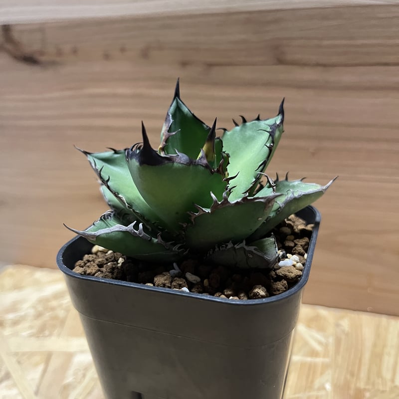 特選台湾アガベ チタノタ BLACKFIRE 黒火焰 黒炎  極上大株！！！ 特選台湾アガベ チタノタ BLACKFIRE 黒火焰 黒炎 極上大株