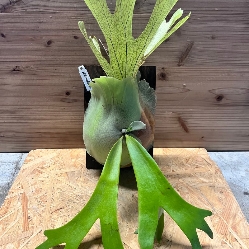 ビカクシダ ウィリンキー 'ロジャーナ' | GREEN LUCK