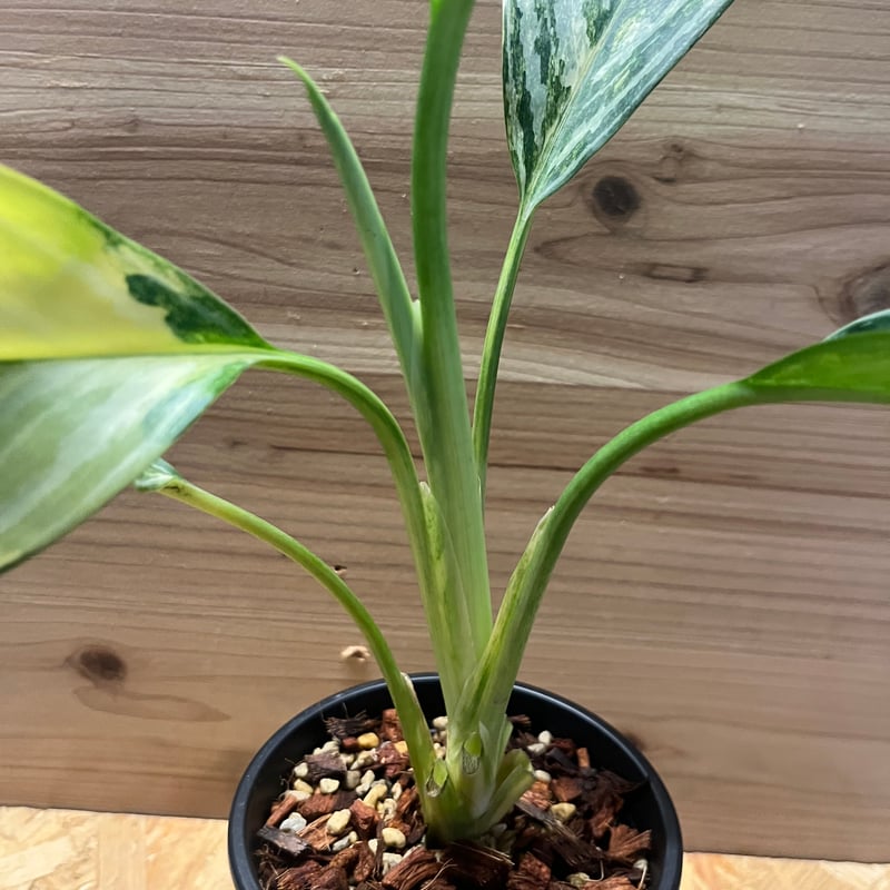 アグラオネマ ニティドゥム カーティシー　ミニラン鉢4.5号 アグラオネマ ニティドゥム カーティシー ミニラン鉢4.5号