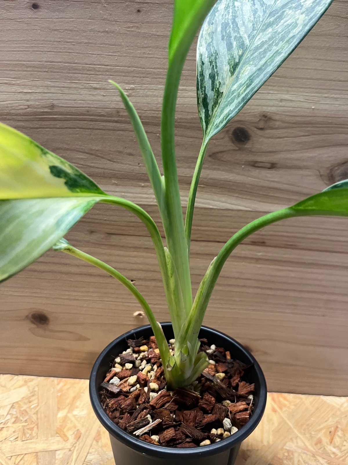 アグラオネマカーティシー アグラオネマ カーティシー 4号 | Green Shop MITSUBACHI