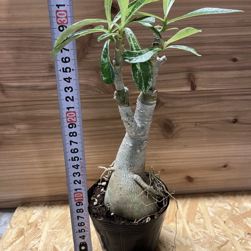 アデニウム 斑入り | GREEN LUCK