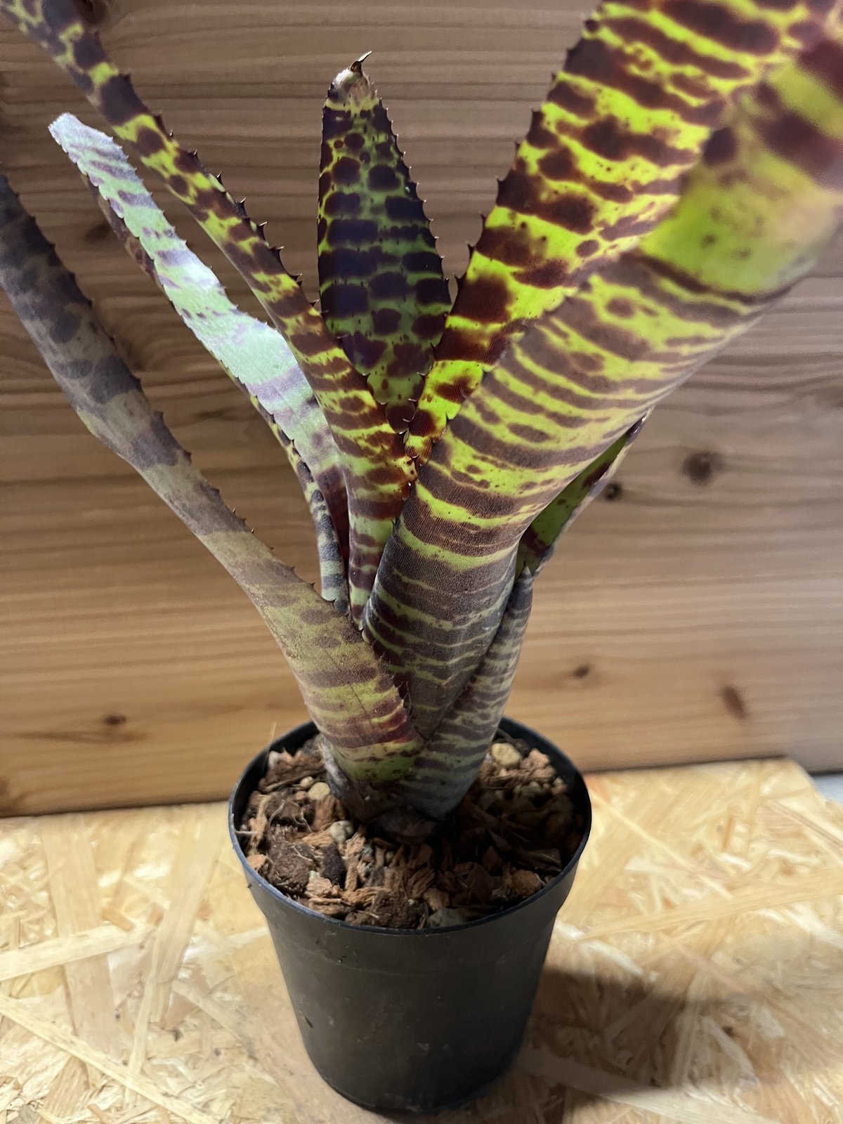 ネオレゲリア ロレナレクター ネオレゲリア ハンニバルレクター | GREEN LUCK