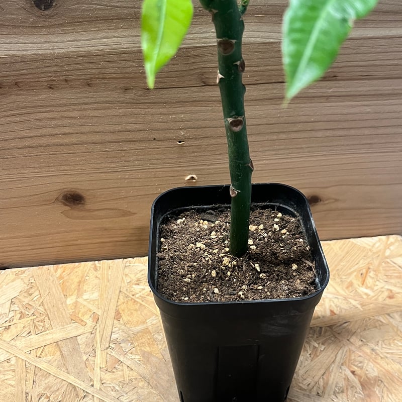 パキラ ムーンライト 挿木 | GREEN LUCK