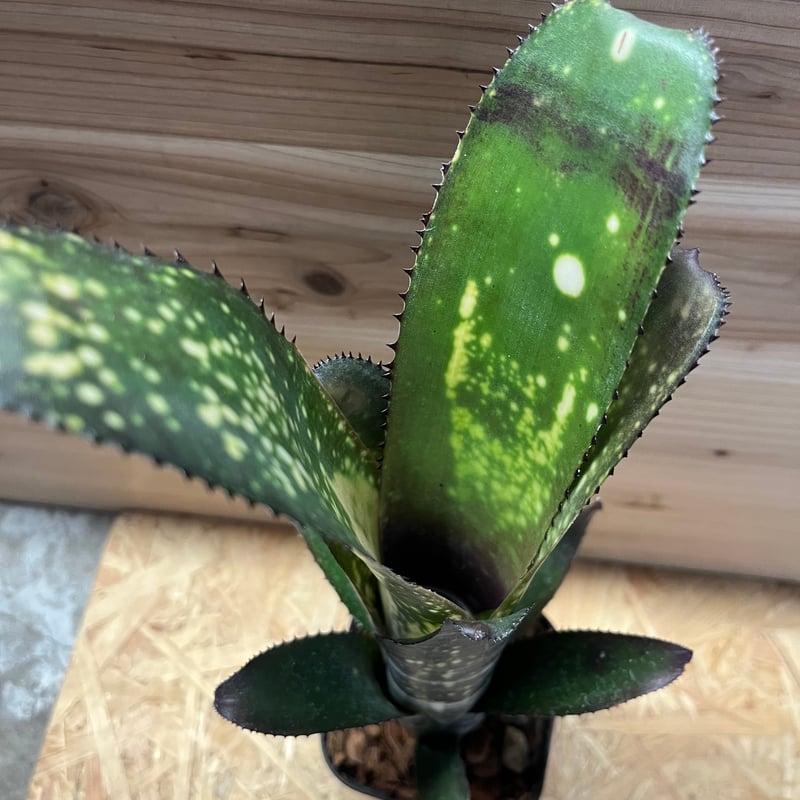 ビルベルギア メリーモナーク | GREEN LUCK