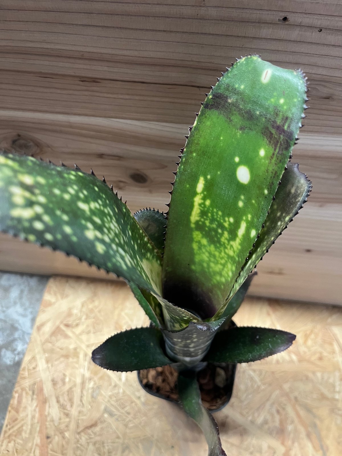 ビルベルギア メリーモナーク | GREEN LUCK