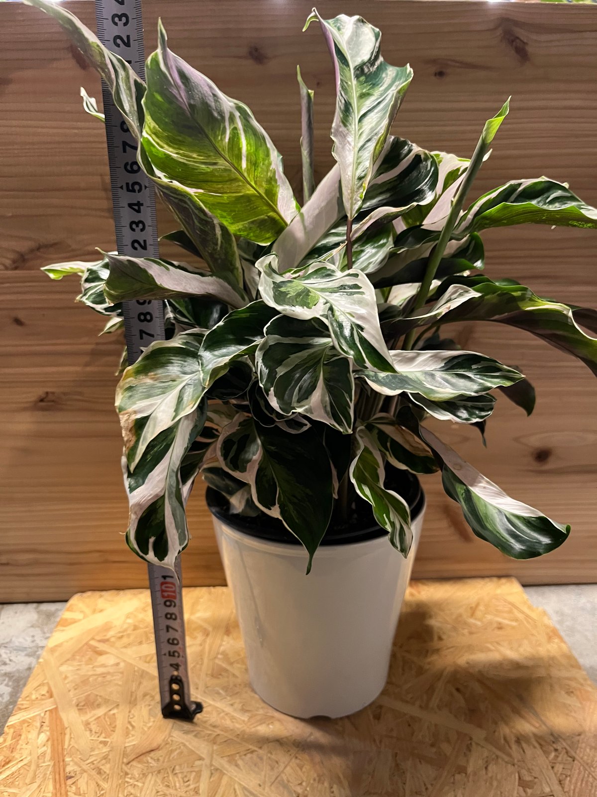 カラテア ホワイトフュージョン カラテア ホワイトフュージョン | GREEN LUCK