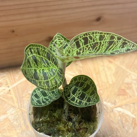 ジュエルオーキッド　マコデスぺトラ