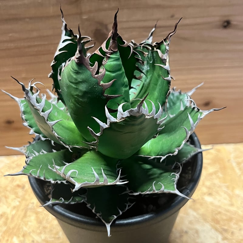 アガベ ホリダ | GREEN LUCK