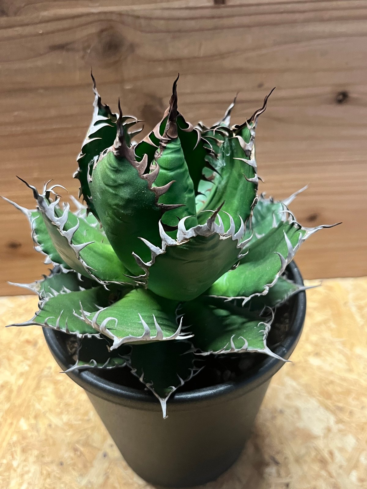 アガベ ホリダ | GREEN LUCK