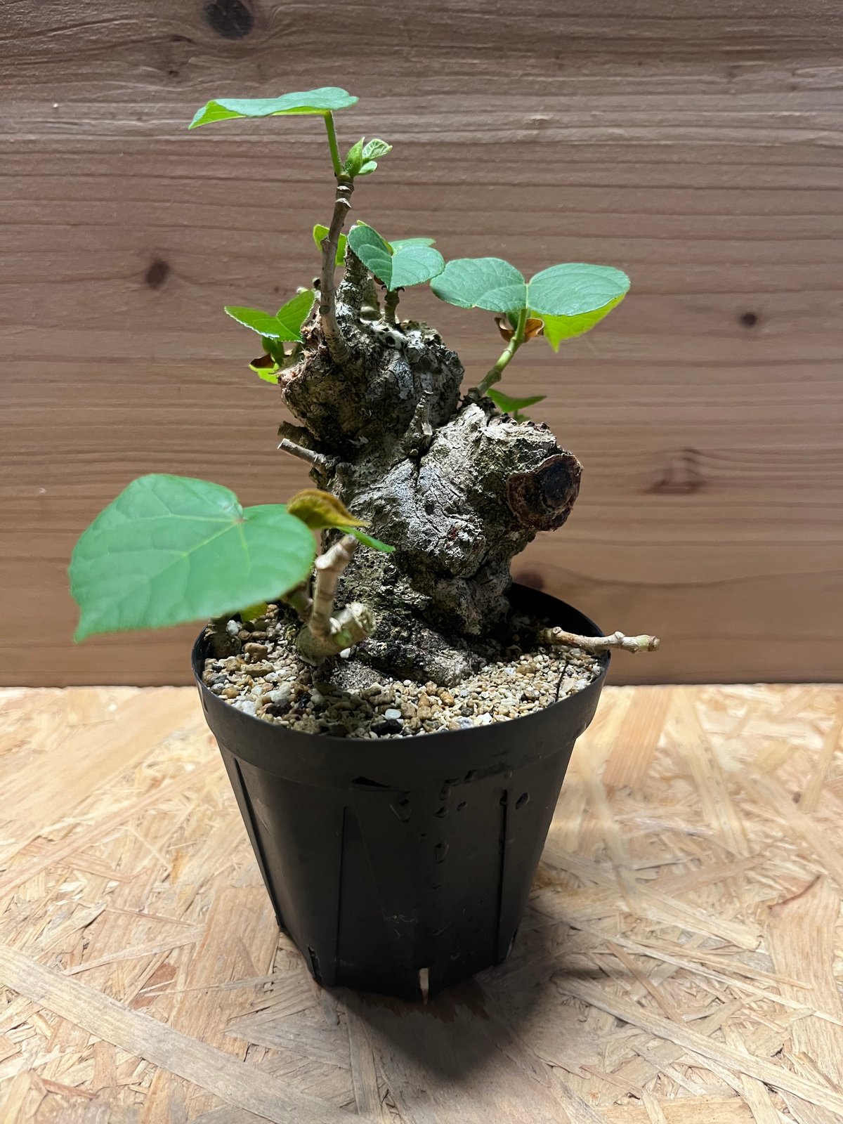 南方系　人気樹種　オオハマボウ(ユウナ)盆栽　ゴツゴツ　荒れ肌　現地球 オオハマボウ （ユウナ） | GREEN LUCK