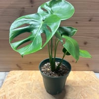 ディオーン エデュレ | GREEN LUCK