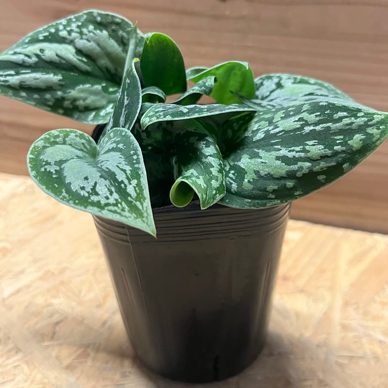 スキンダプサス ピクタス トリカラー | GREEN LUCK