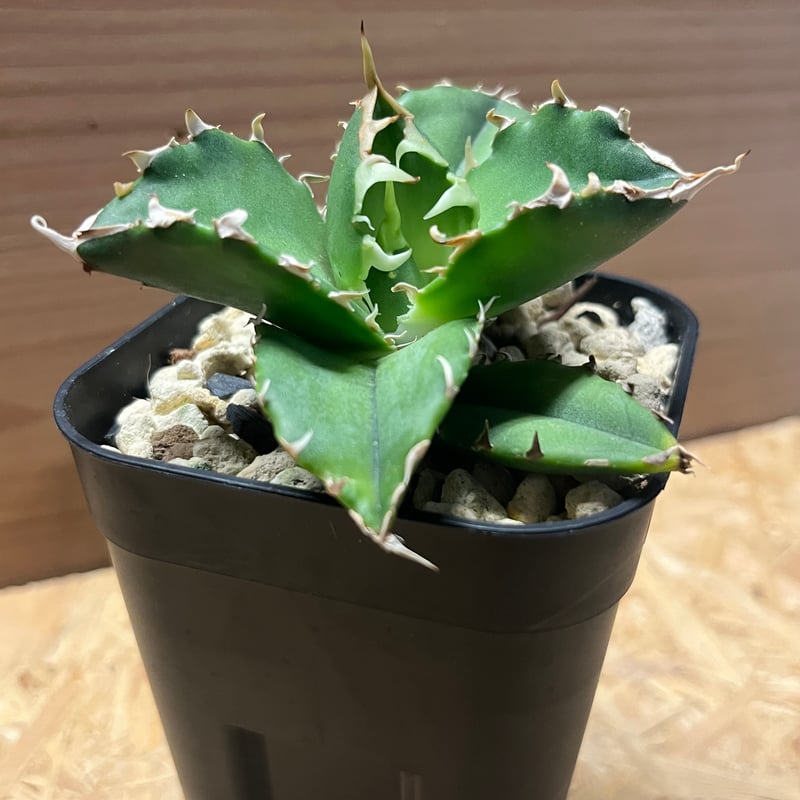 アガベ チタノタ 金鯨 | GREEN LUCK