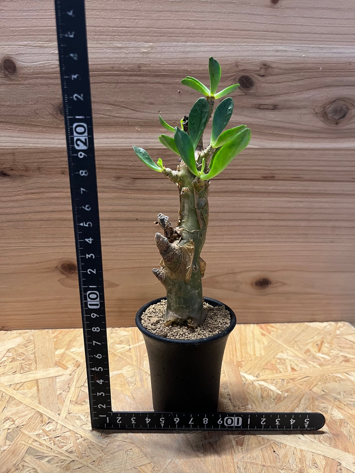 極太　チレコドン　パニクラーツス　阿房宮　冬型コーデックス　塊根植物 観葉植物 極太 チレコドン パニクラーツス 阿房宮 冬型コーデックス 塊根植物