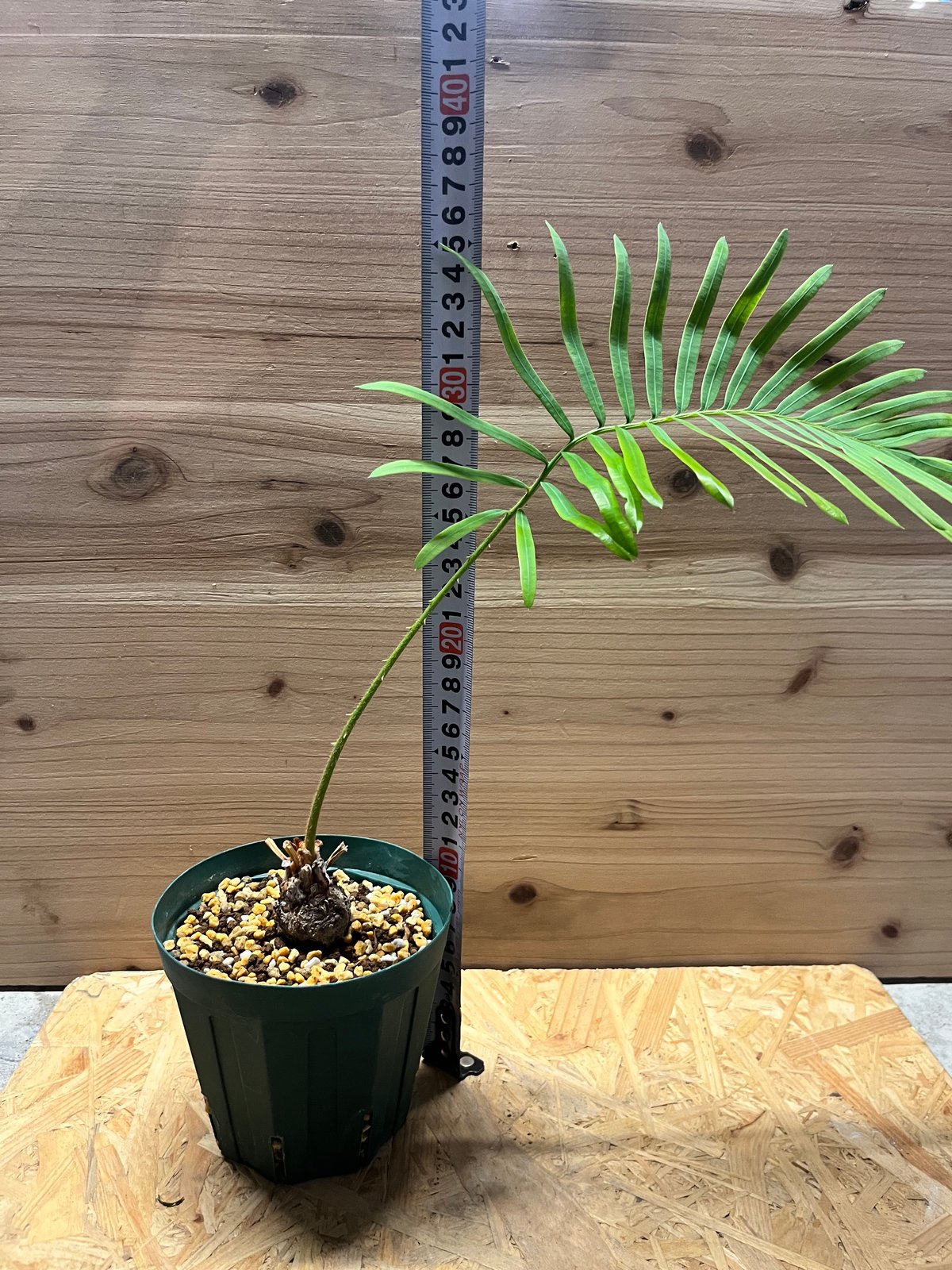 サイカス sp.タイシルバー | GREEN LUCK