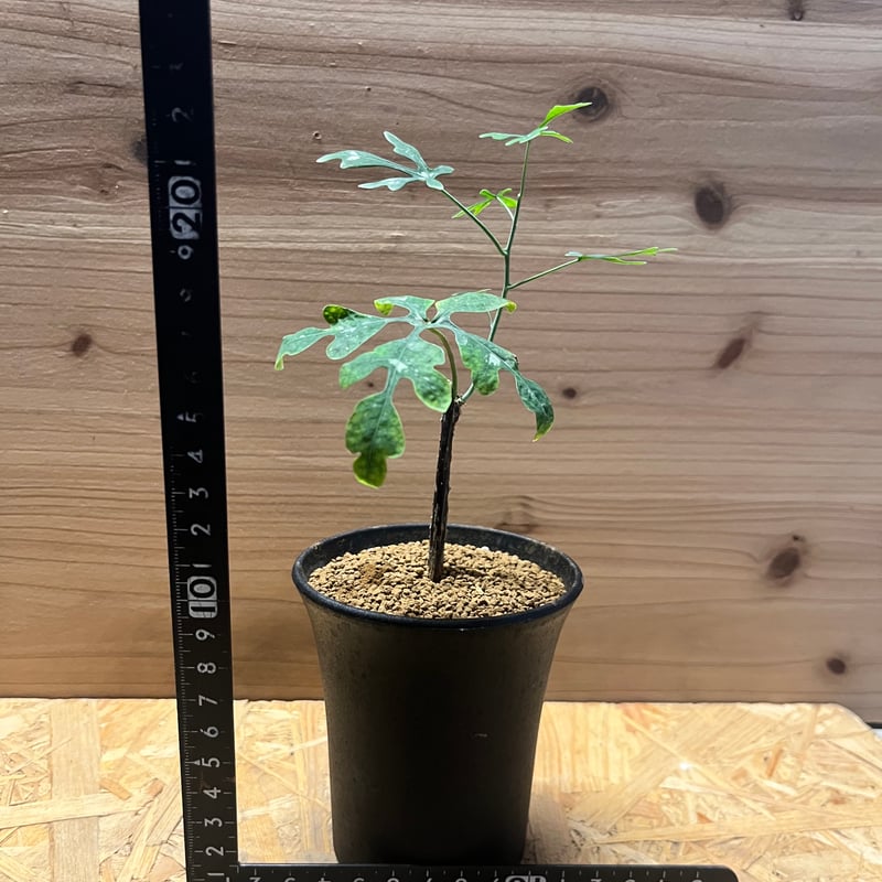 アデニア ペリエリ | GREEN LUCK