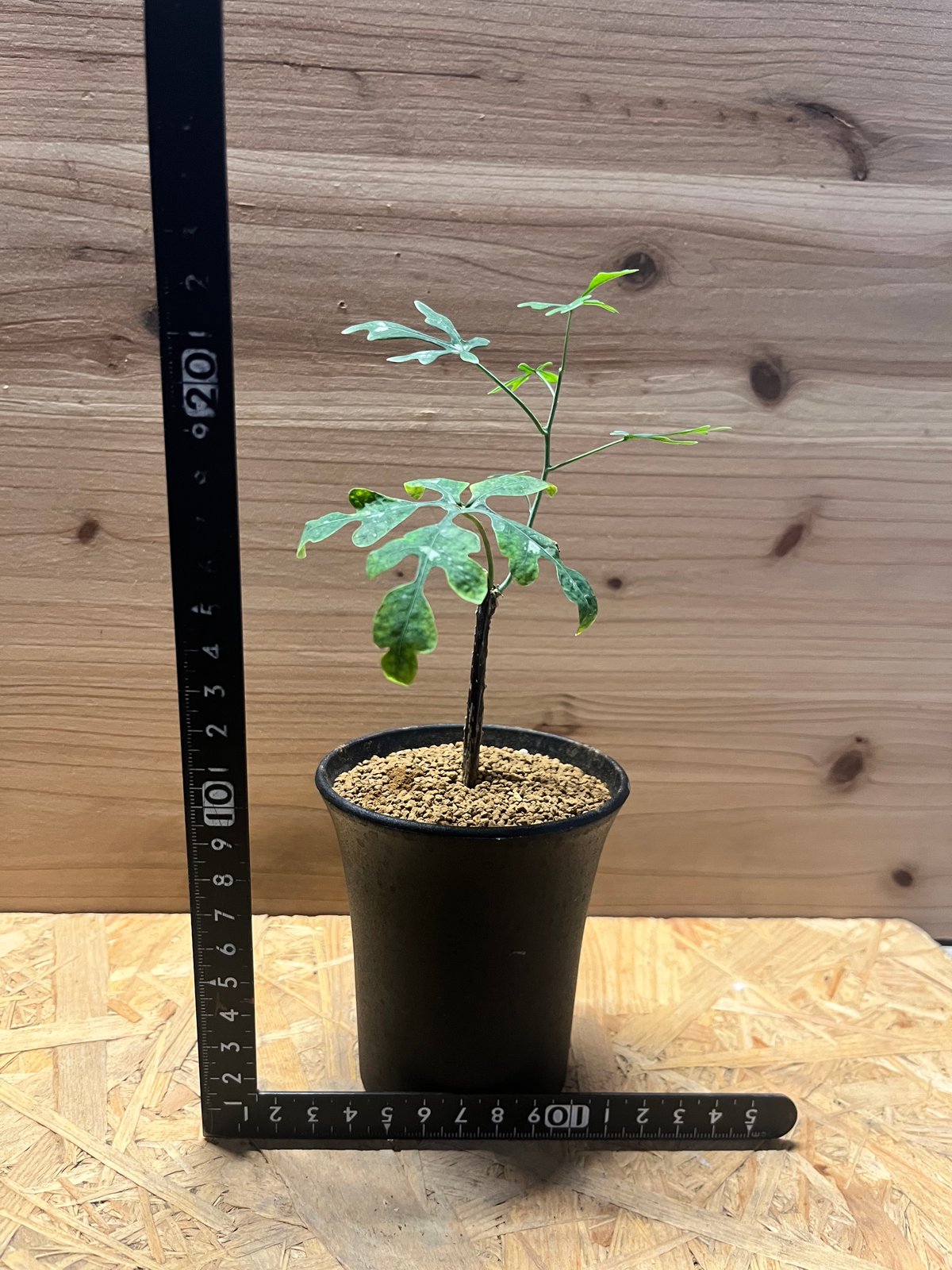 アデニア ペリエリ アデニア ペリエリ | GREEN LUCK