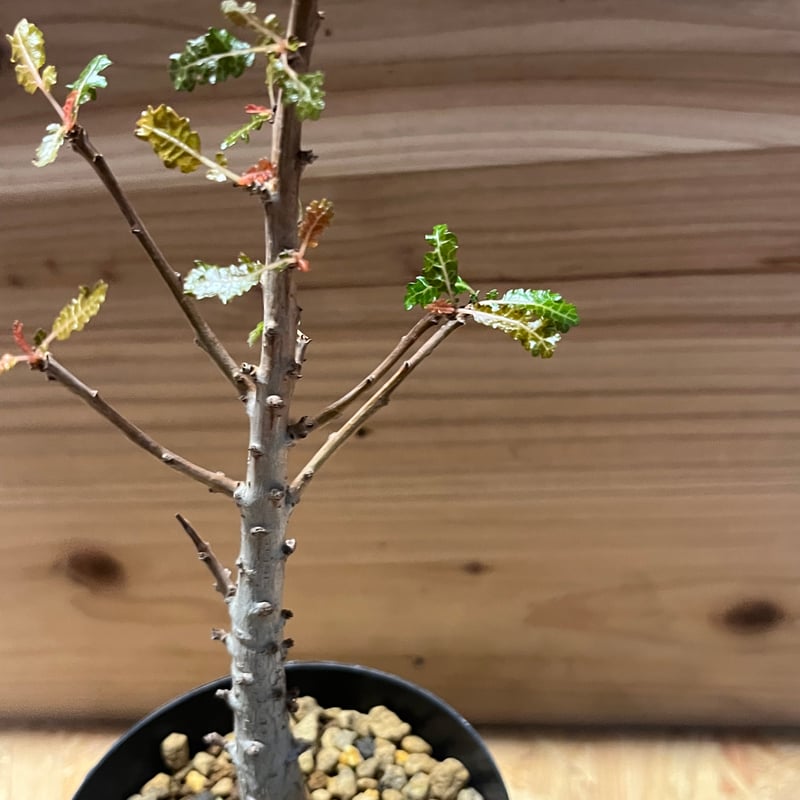 ボスウェリア ナナ | GREEN LUCK