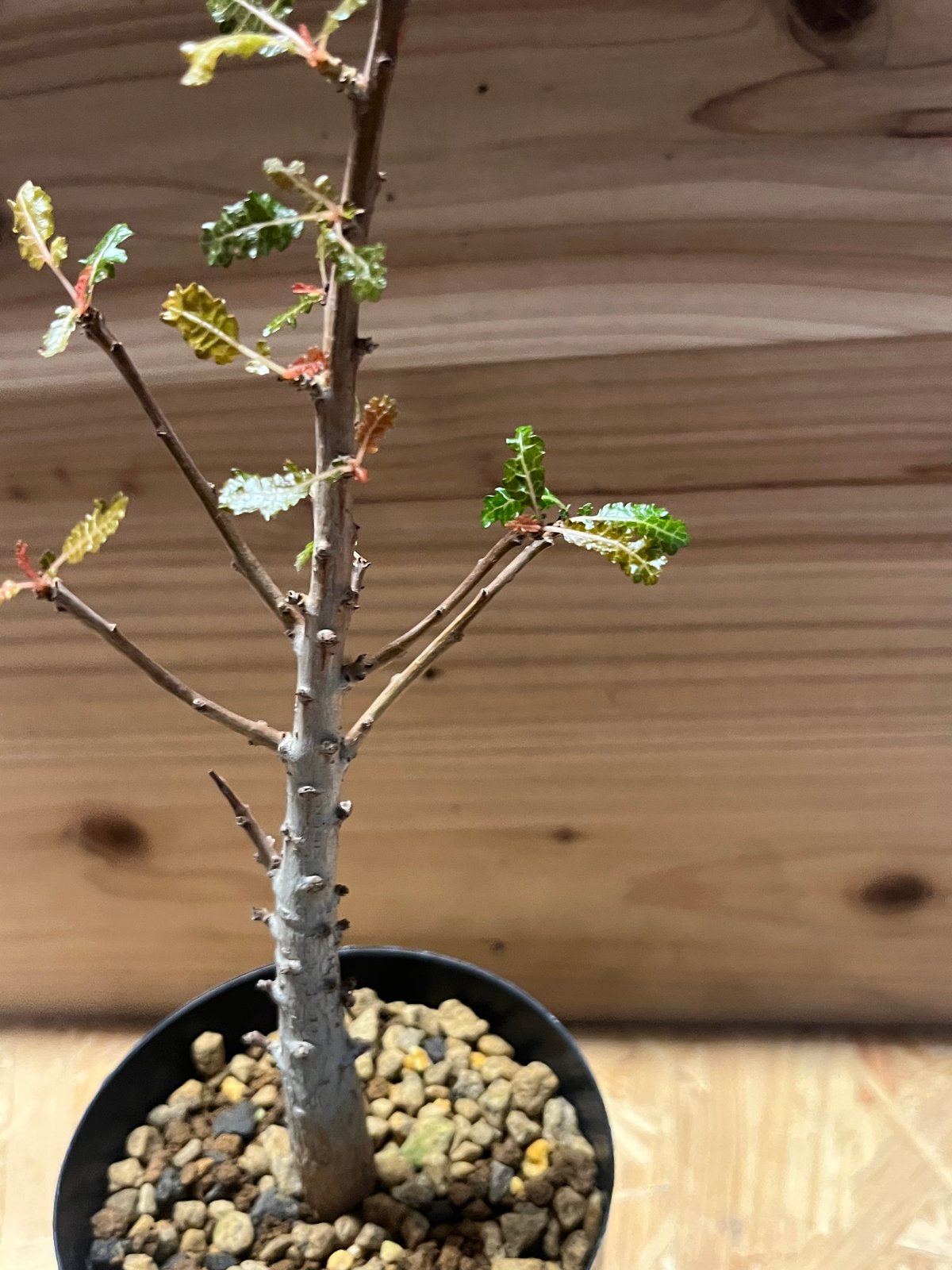 ボスウェリア ナナ | GREEN LUCK