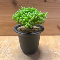 希少❗️斑入り❗️アストロフィツム　カプトメデューサ✨ アストロフィツム：カプトメデューサ 斑入り 3.5号鉢植え の通販