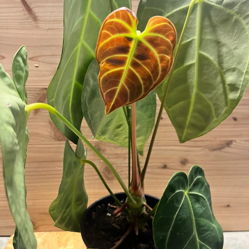 アンスリウム レガレ | GREEN LUCK