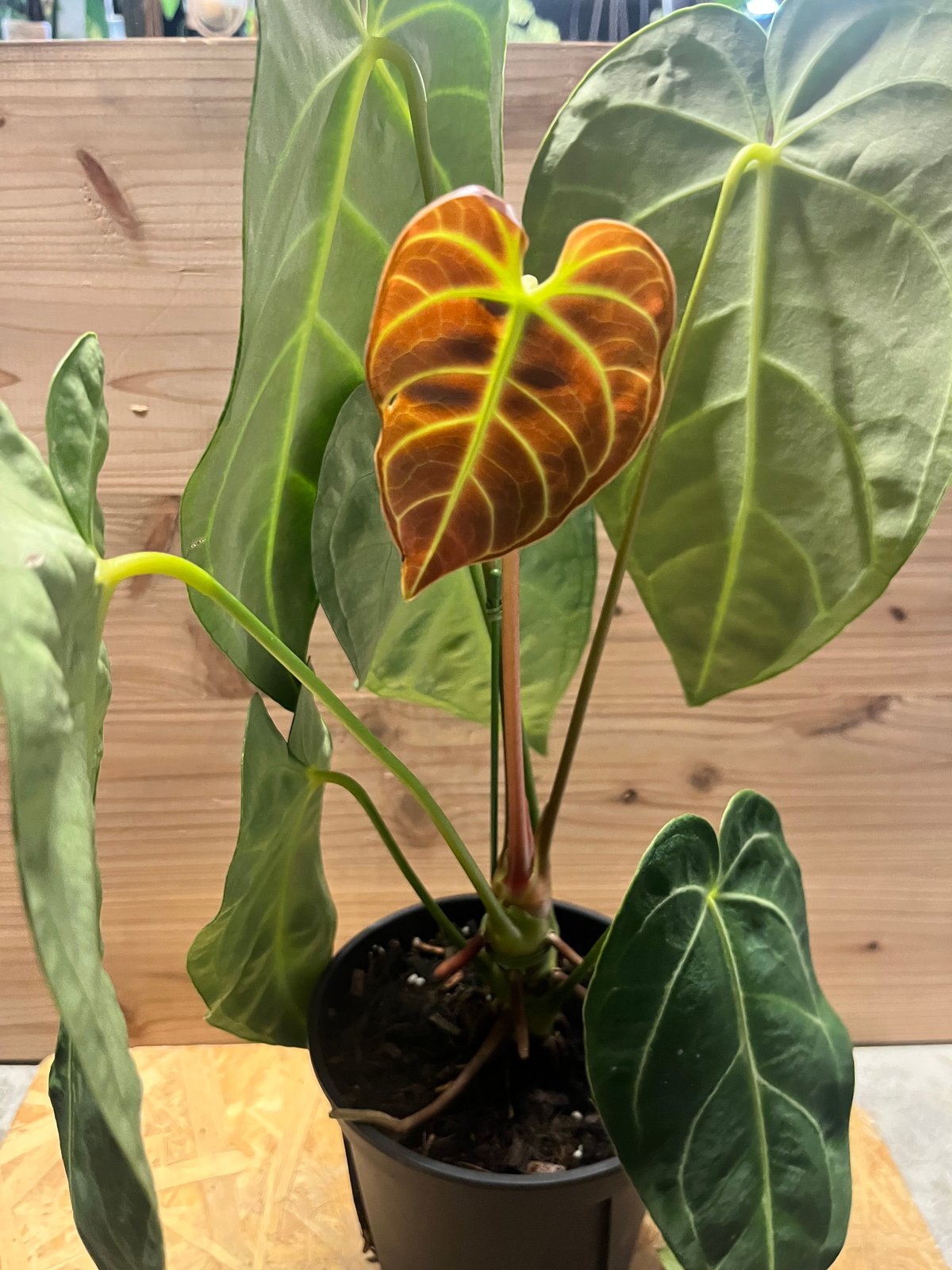 アンスリウム レガレ | GREEN LUCK