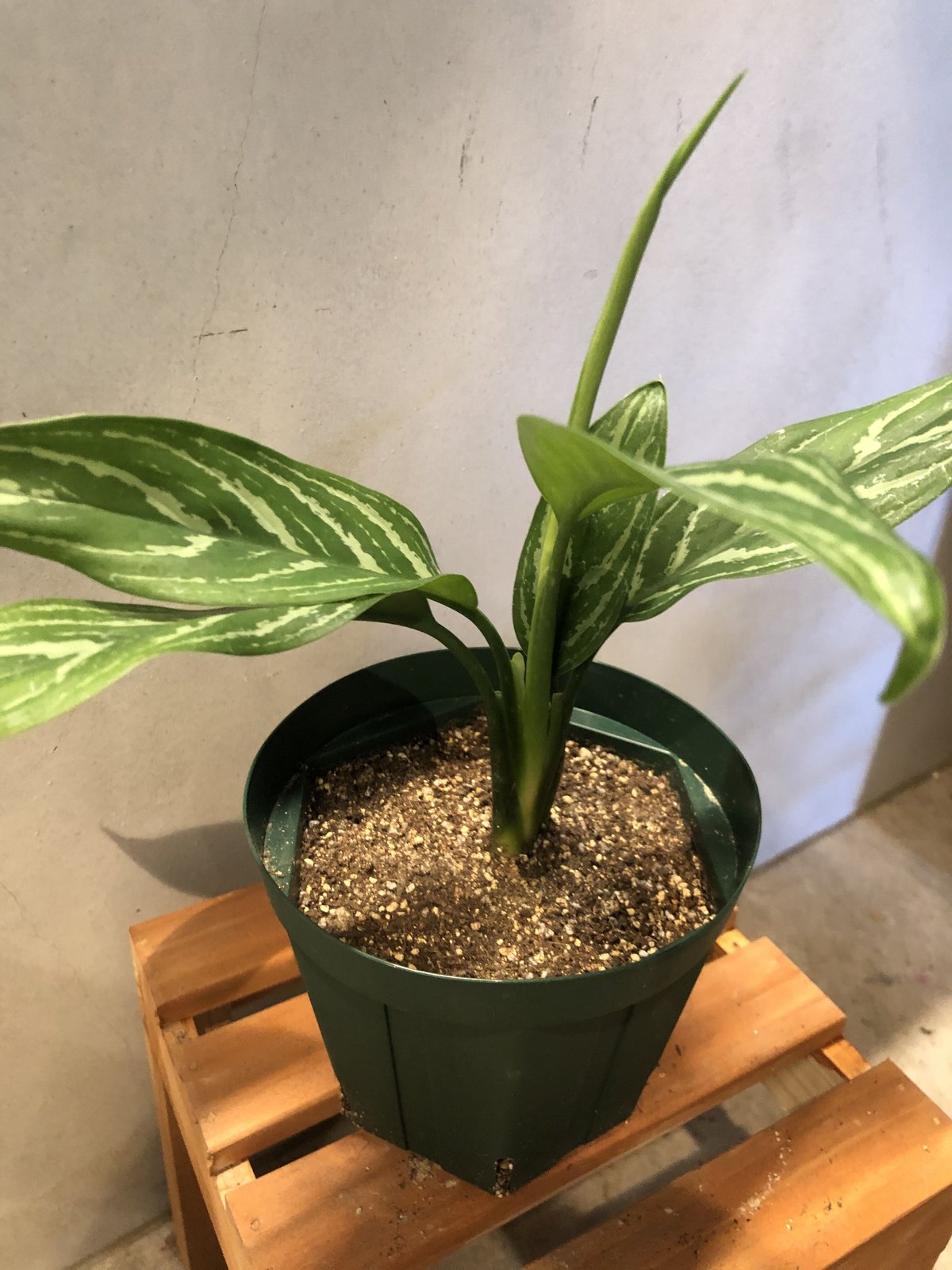 アグラオネマ カーティシー | GREEN LUCK