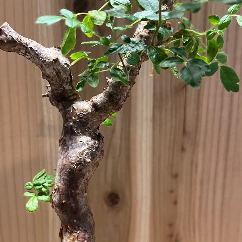 コミフォラ　モンストローサ　枝差し株 コミフォラ モンストローサ /Commiphora monstrosa 発根済 (幹幅