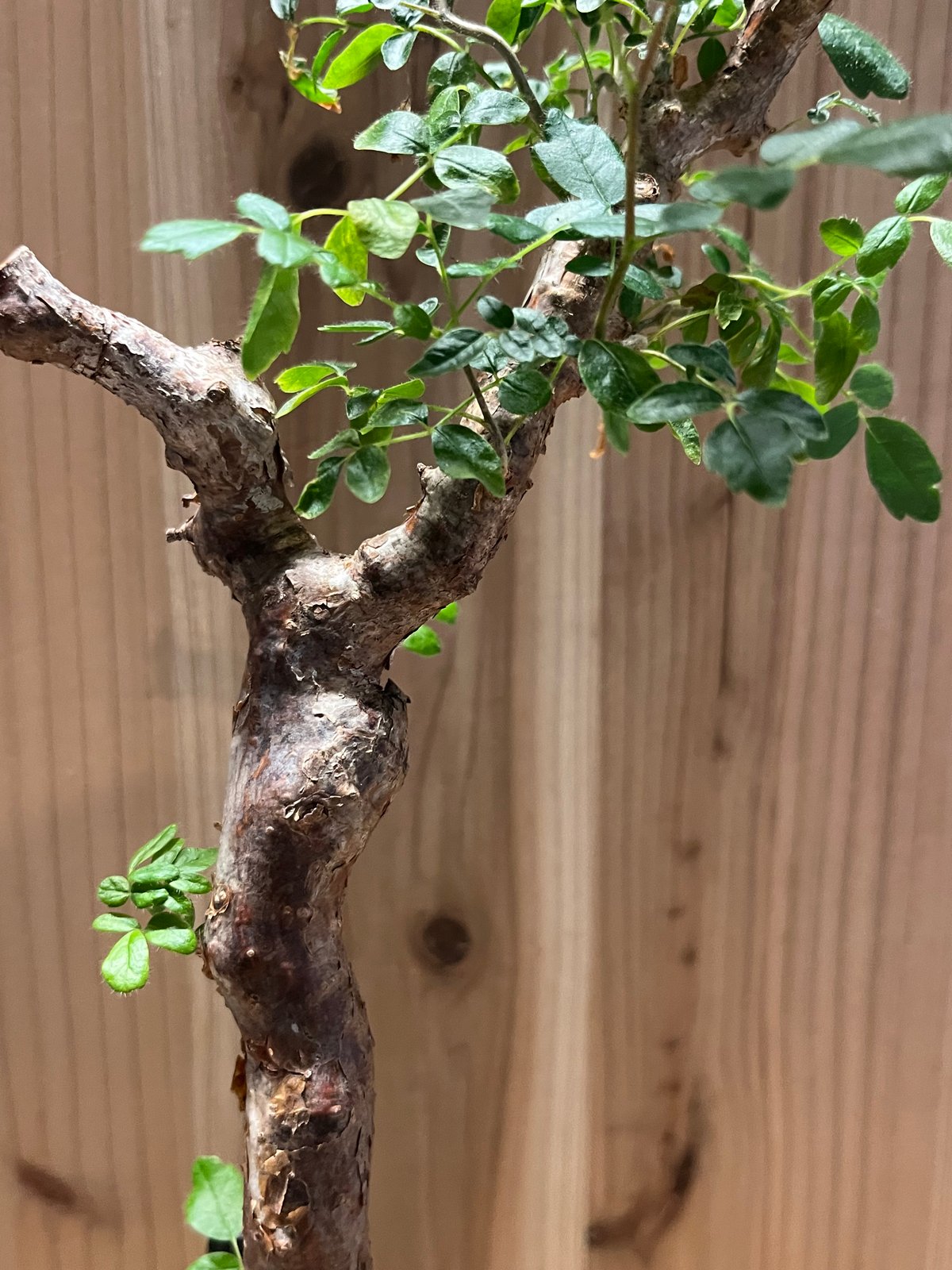 コミフォラ　モンストローサ　枝差し株 コミフォラ モンストローサ 枝差し株 コミフォラ モンストローサ 枝